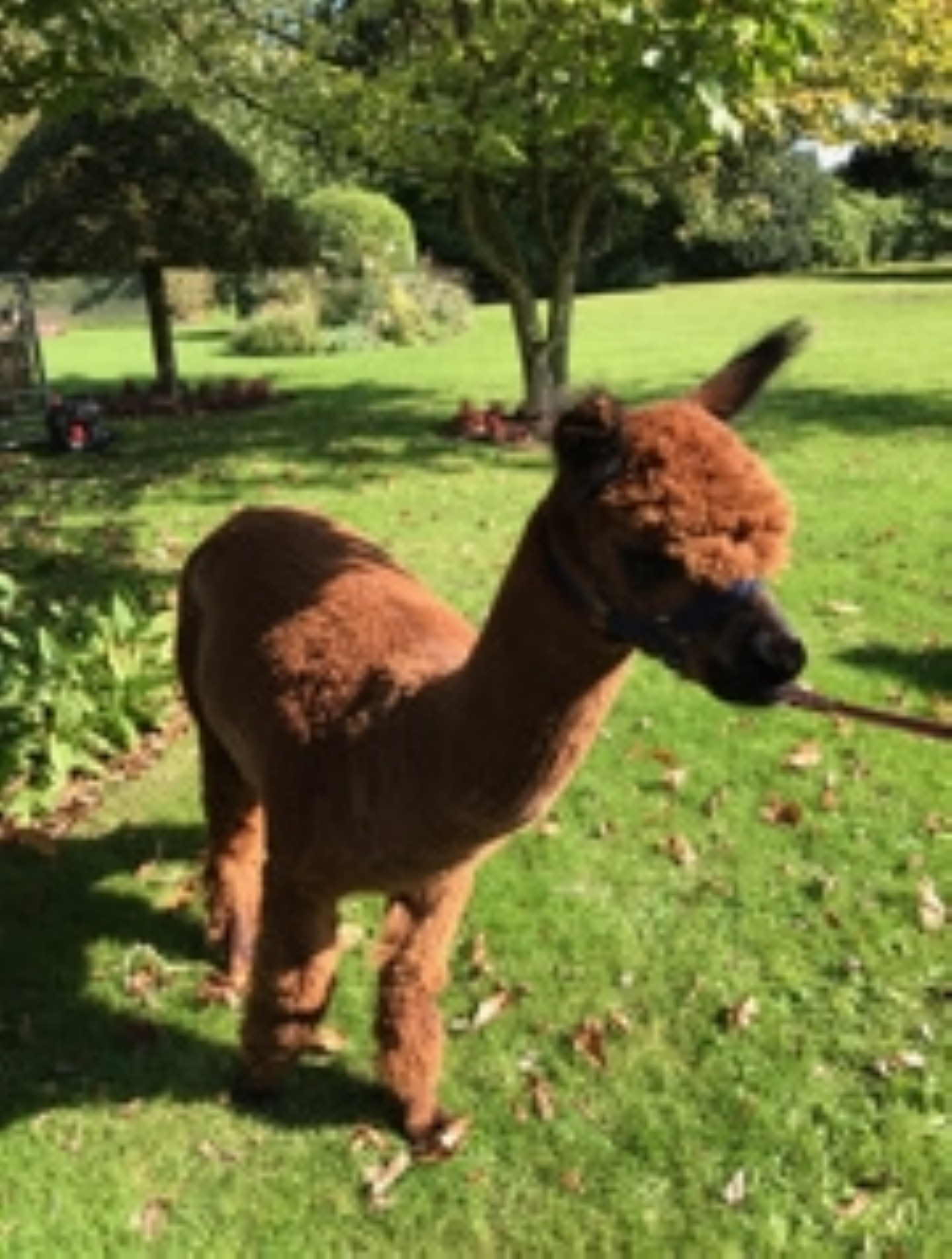 Alpacas!