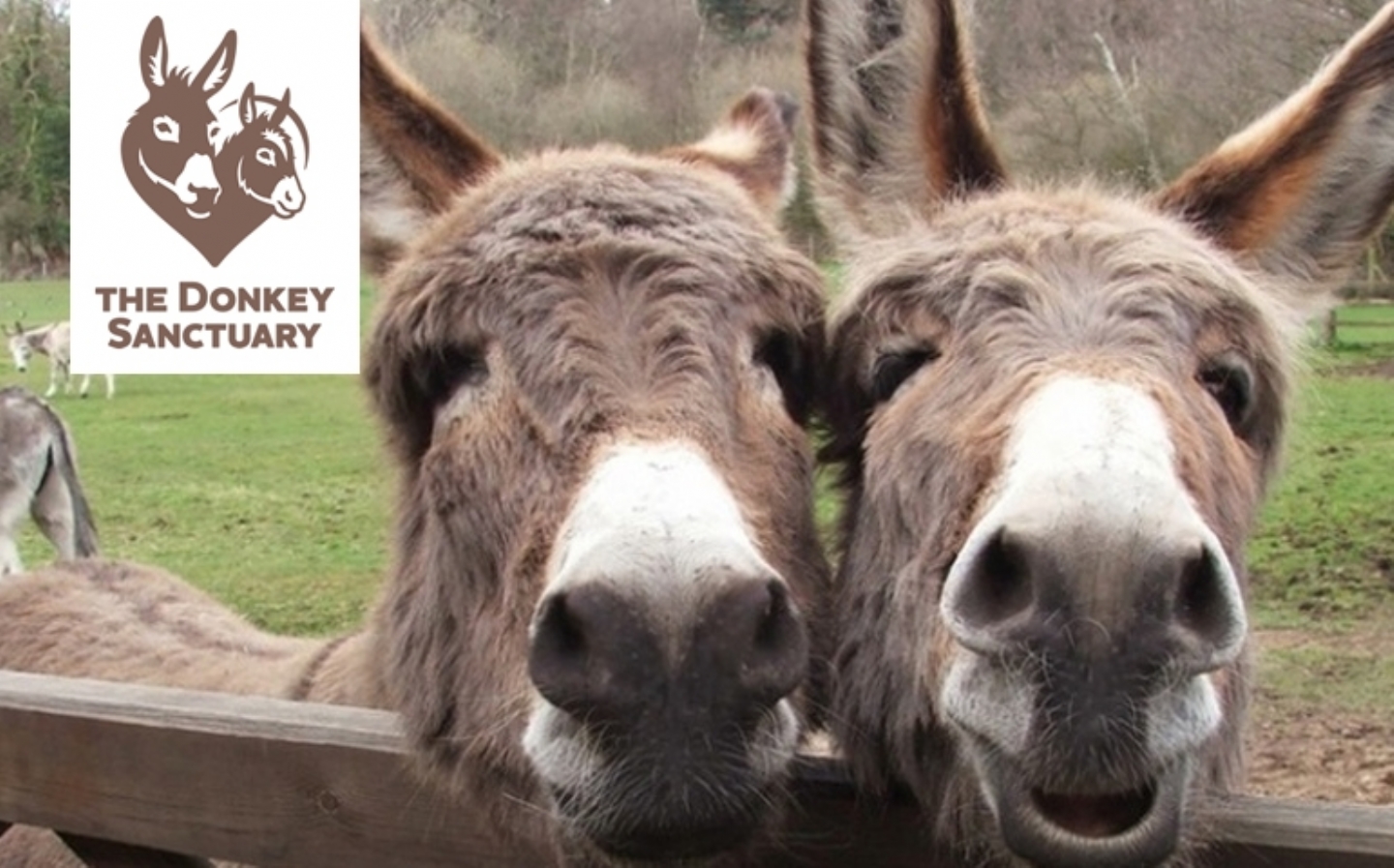 Sidmouth Donkey Santuary