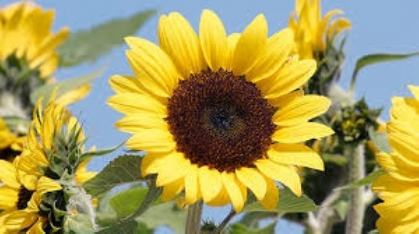 Sunflowers