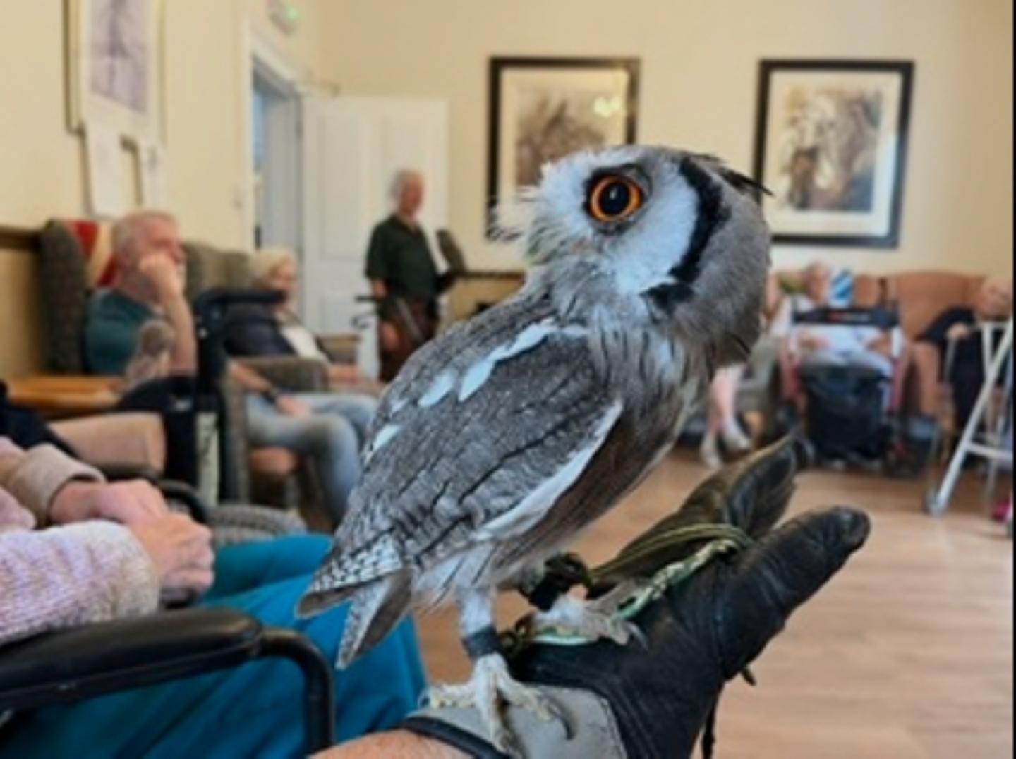 The Owls from Glastonbury